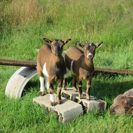 L'oisiveraie - Ecolieu Dans Le Bocage Normand Bed and Breakfast Dompierre (Orne)