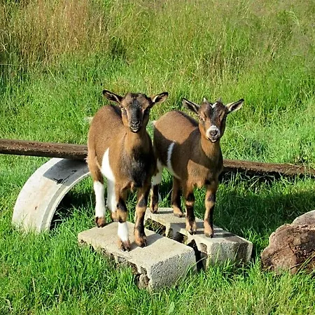 L'oisiveraie - Ecolieu Dans Le Bocage Normand