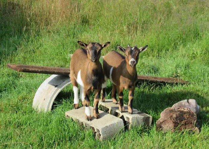 L'oisiveraie - Ecolieu Dans Le Bocage Normand Bed & Breakfast Dompierre (Orne)